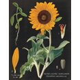 thumbnail image 2 of Schlabach, Sue 12x14 Black Ornate Wood Framed with Double Matting Museum Art Print Titled - Sunflower Chart, 2 of 4