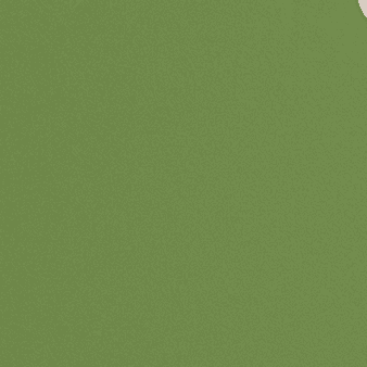 Olive Grove