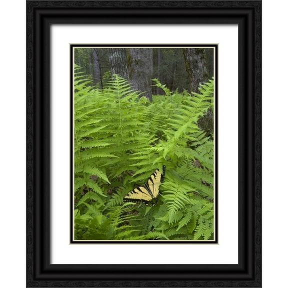 Rotenberg, Nancy 24x32 Black Ornate Wood Framed with Double Matting Museum Art Print Titled - North Carolina Swallowtail butterfly on fern