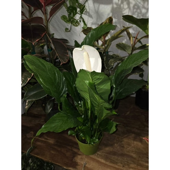 6 inch Pot - Spathiphyllum Peace Lily Live Indoor Floor Plant - Get similar as picture with flowers