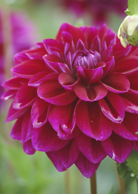 40 Seeds Nites Dahlia Mix - Pollinator Friendly, Heirloom, Flower Seeds for Gardens