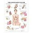 thumbnail image 3 of Le Système Endocrinien, 3 of 3