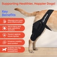 thumbnail image 3 of Rodillera para perros Petbloom para desgarro del ligamento cruzado anterior, displasia de cadera y artritis, 3 of 7