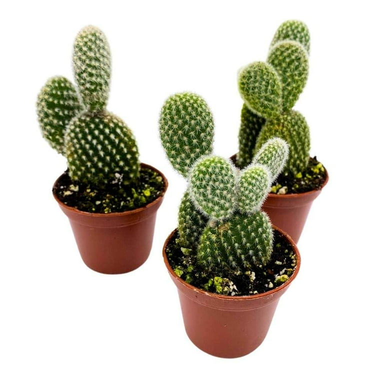 White Bunny Ears Cactus, 2 inch Set of 3, Opuntia microdasys, Angel's Wings  Tiny Mini Pixie Plants - Walmart.com