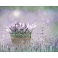 thumbnail image 2 of Deiter, Lori 18x15 White Modern Wood Framed Museum Art Print Titled - Lavender Basket, 2 of 4
