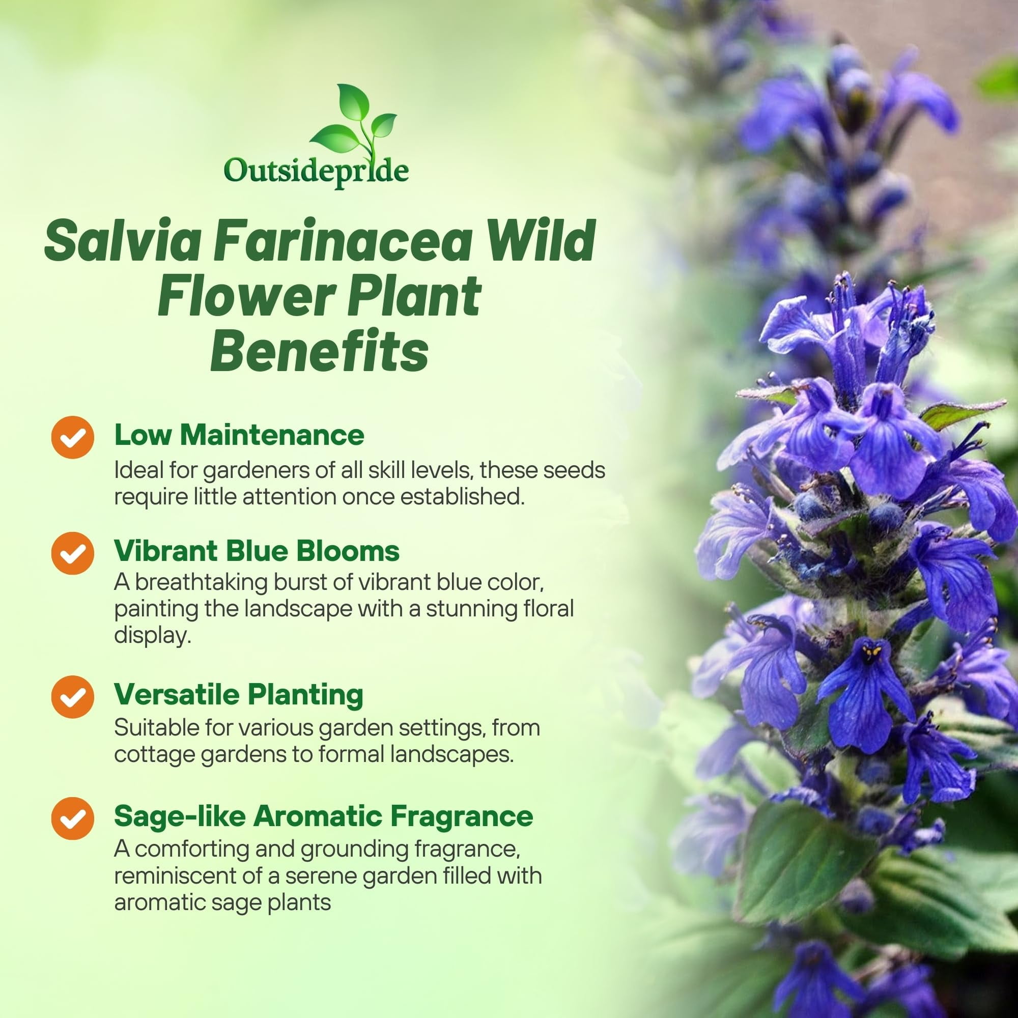 Outsidepride Blue Sage Seeds - 5000 MVR1&nbsp;Pcs Perennial, Drought-Tolerant & Wildflower Seeds w/Fragrant Blooms for Pollinator Attractant for Butterfly & Hummingbird Gardens & Landscaping