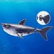thumbnail image 3 of Juguete robótico de baño activado por agua Robo Alive Shark, paquete de 2, 3 of 9