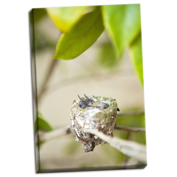 Gango Home Decor Hummingbird Nest by Karyn Millet (Ready to Hang); One 24x36in Hand-Stretched Canvas