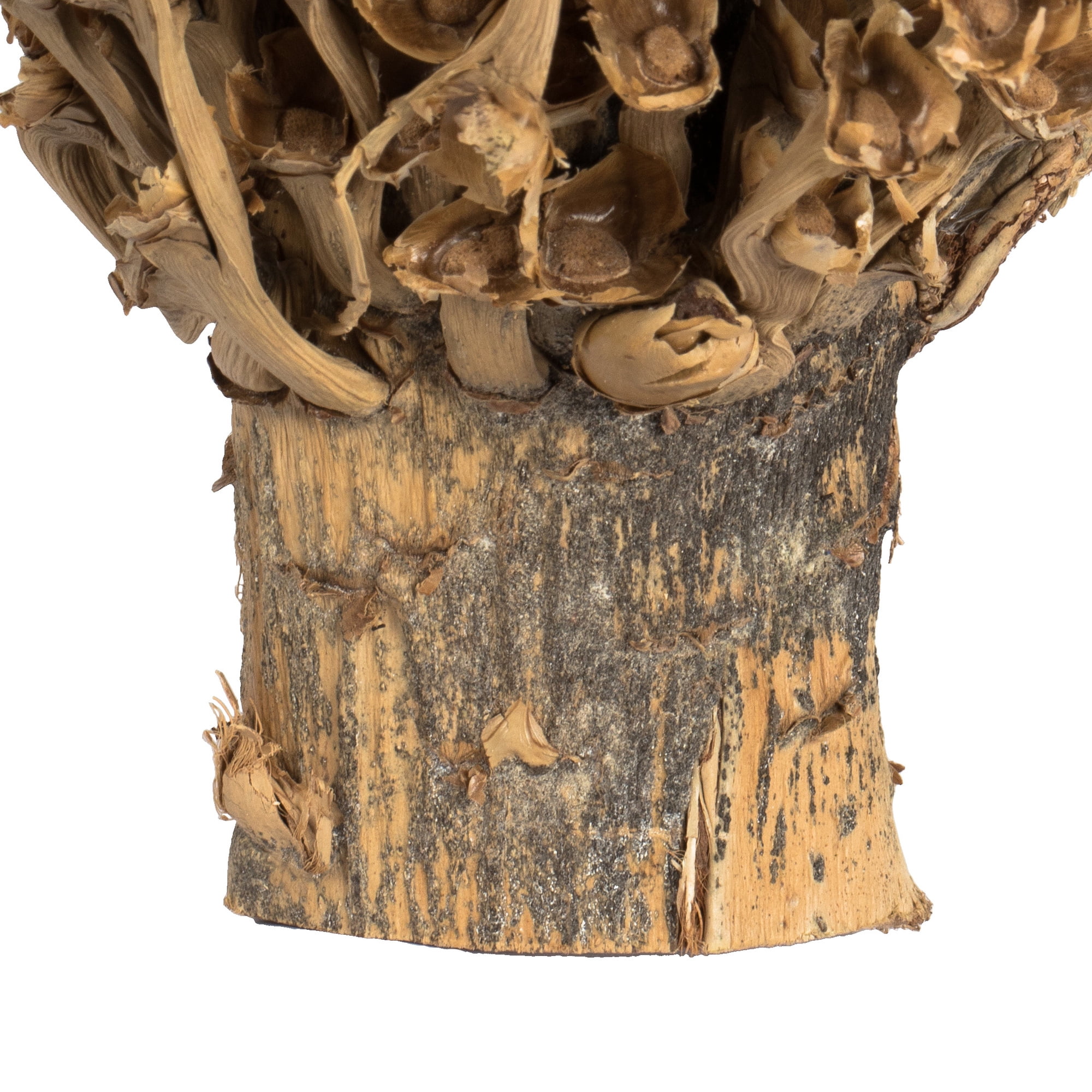 Vickerman 22 x 7" avg Natural Olympia Seed Pod, 1 piece, Dried