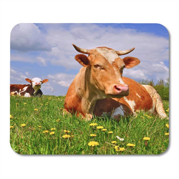 POGLIP Farm Cow on a Summer Pasture Livestock Dairy Field Grassland Mousepad Mouse Pad Mouse Mat 9x10 inch