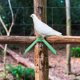 thumbnail image 5 of 10pcs Pigeon Perch Dove Rest Stan Pigeon Pigeon Perches Roost Bird Supplies, 5 of 5