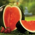thumbnail image 4 of Back to the Roots Organic Sugar Baby Watermelon Fruit Seeds, 1 Seed Packet, 4 of 18