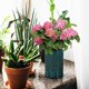 thumbnail image 2 of Orchid Pot Ceramic Orchid Planter Hollow Out Planter Pot Indoor Plants Pot Cylinder Pot Gardening Pot With Holes And Saucer, 2 of 4