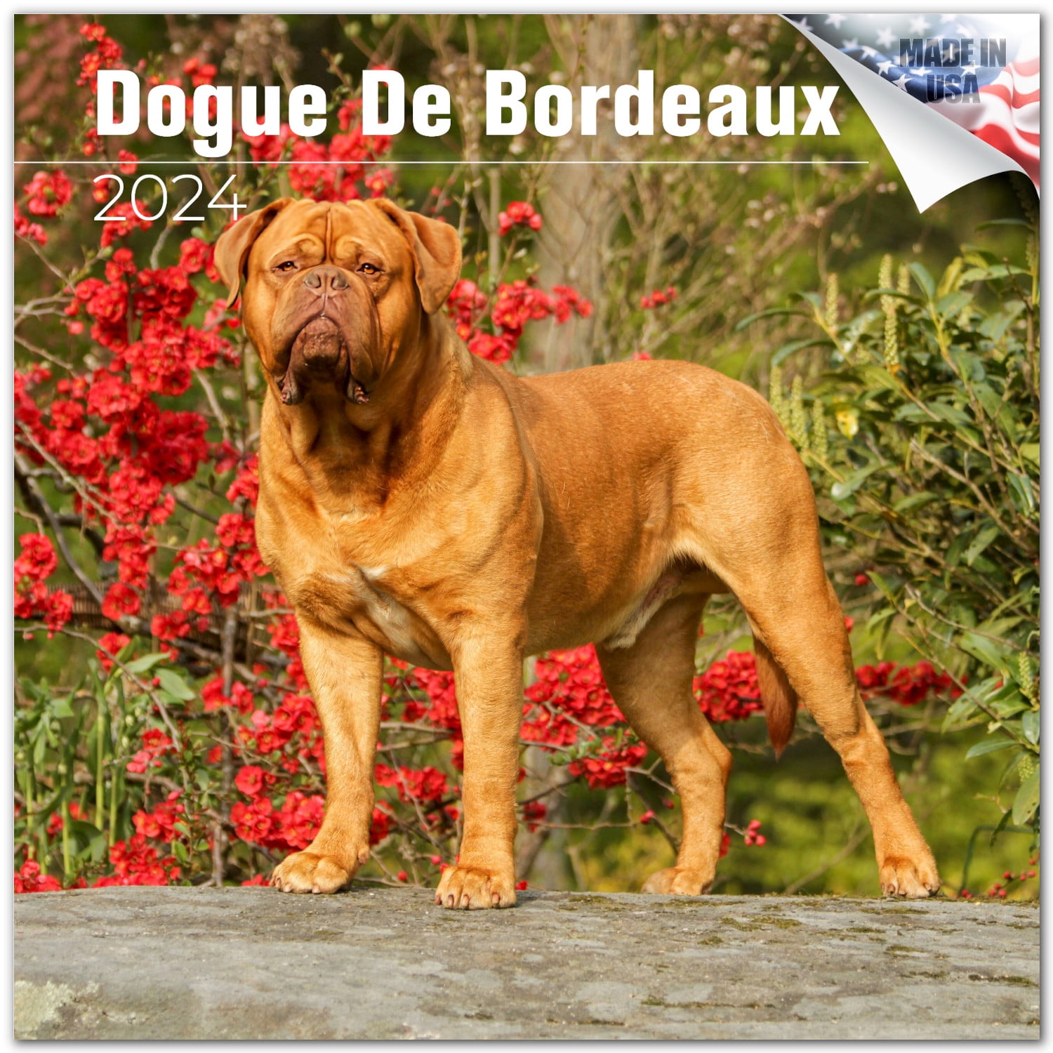 2023 2024 Dogue de Bordeaux Calendar Dog Breed Monthly Wall Calendar