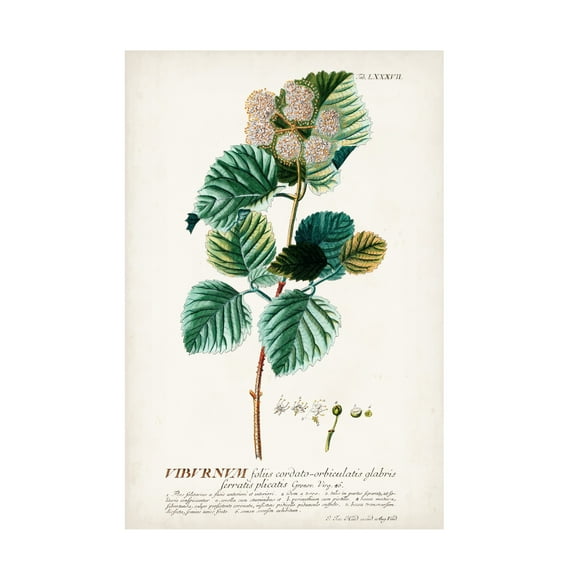 Unknown 'Alluring Botanical IX' Canvas Art