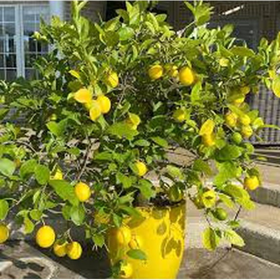 Meyer Lemon–Assorted–Fragrant Indoor Plant  10 Gallon