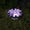 Purple, variant on Hvot&aat Solar Flower Ground Lights, Outdoor Solar Garden Stake Lights, Flower Shaped Pathway Lights for Yard Lawn Patio