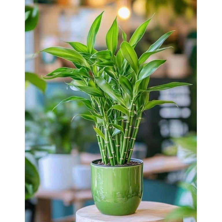 7 Lucky Bamboo Plant Seeds for Planting - Dracaena Sanderiana - Perennial  Ornamental Plant - Walmart.com