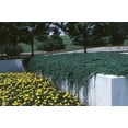 thumbnail image 5 of Blue Rug Juniper Qty 10 Live 2" Plants Evergreen Groundcover, 5 of 9