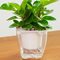 FUTUREORYY Transparent Self Watering Flower Pot Square 1 Piece