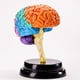 thumbnail image 2 of Kit de Modelo Órgano Cerebral Humano Educativo Científico con Simulación AR y Animación 3D Basada en Aplicación para Ensamblaje Aprendizaje Cognitivo Incluye Cerebro Simul 9 Piezas Base del Póster, 2 of 3