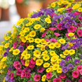 Calibrachoa Seeds Million Bells Herbaceous Perennial Low Maintenance