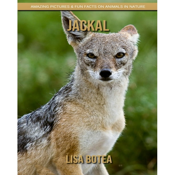 Jackal : Amazing Pictures & Fun Facts on Animals in Nature (Paperback) -  