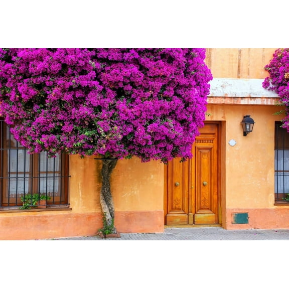 Set 2 New River Bougainvillea Plants 4-7" Tall for Planting, Purple Bougainvillea Flower Plant, Ornamental Flower Vine Plant Indoor Outdoor