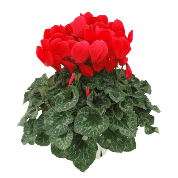 Red Cyclamen Plant Live in 4 Inches Pot, Vibrant Winter Flowers, Hardy Cyclamen Houseplant for Home and Office Decoration