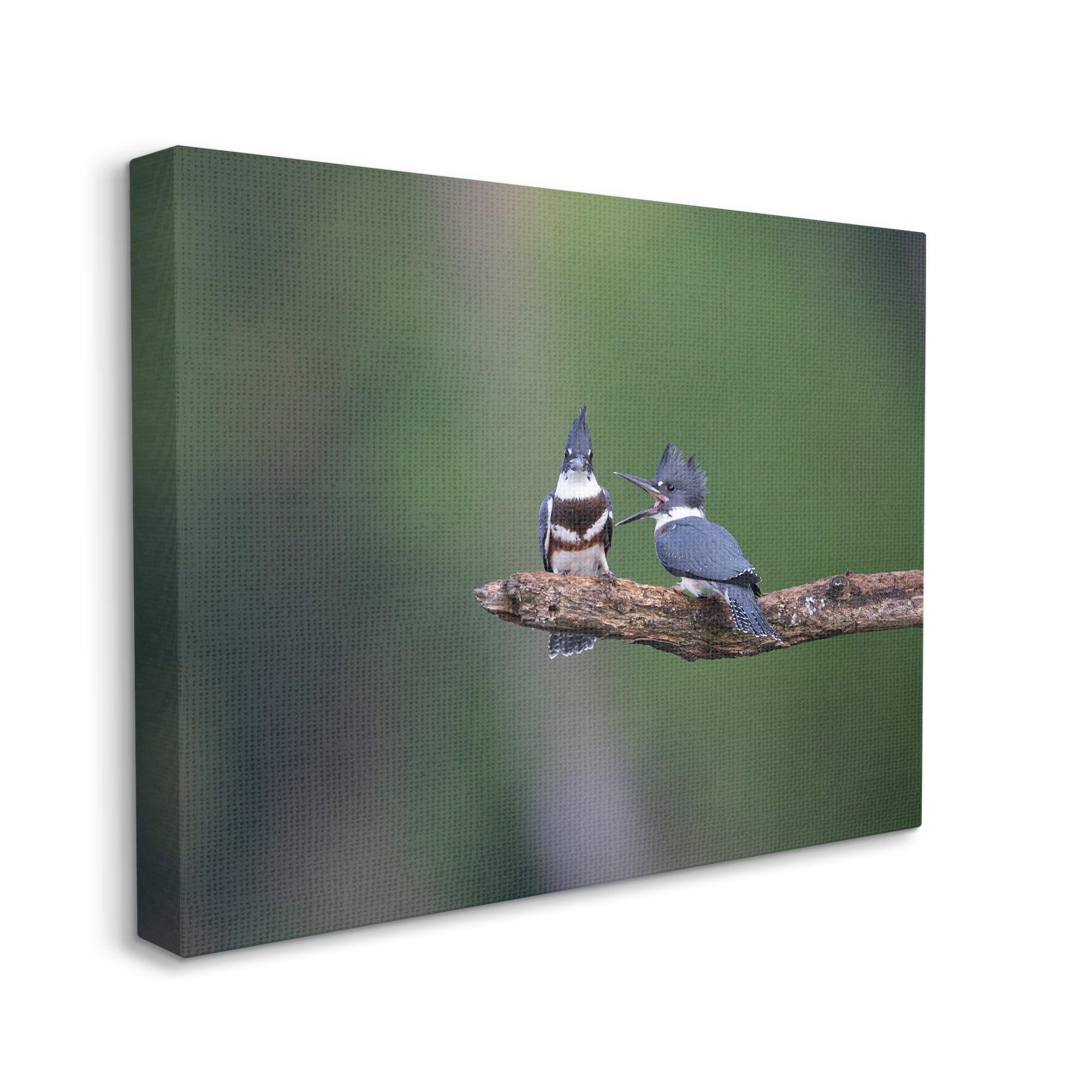 Stupell Industries Blue Jays on Branch Animals & Insects Photography Gallery Wrapped Canvas Art Print Wall Art, 20 x 16