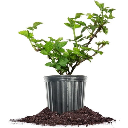 Expert Gardener 2.5QT Blackberry Boysen Edible Fruit Live Plants Full Sun Black 1