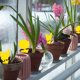 thumbnail image 4 of Juego De Trampas Adhesivas De Tablero Amarillo De Doble Cara, 50 Uds., Trampas Adhesivas Para Plantas Voladoras, Insectos, Herramientas De Jardinería, Accesorios Speravity HA034717-00, 4 of 6