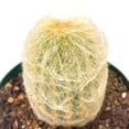 thumbnail image 4 of Silver Torch Cactus Cleistocactus strausii, Snow Pole, Wooly Torch, Snowy Cacti, Similar to Old Man/Old Lady Cactus, Well Rooted Live, 4 of 8