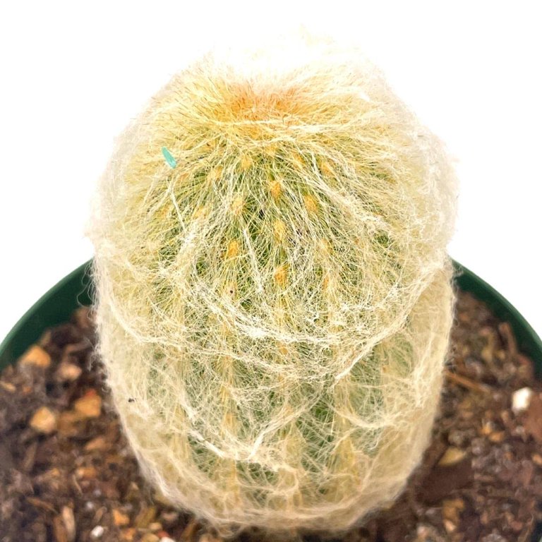 Silver Torch Cactus Cleistocactus strausii, Snow Pole, Wooly Torch, Snowy  Cacti, Similar to Old Man/Old Lady Cactus, Well Rooted Live - Walmart.com