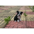 thumbnail image 2 of Hi-Line Gift Ltd Sitting Boston Terrier Puppy Statue, 2 of 6