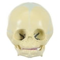 thumbnail image 1 of 1pc Child Head Bone Model Realistic Child Skull Model Useful Medical Supplies, 1 of 6