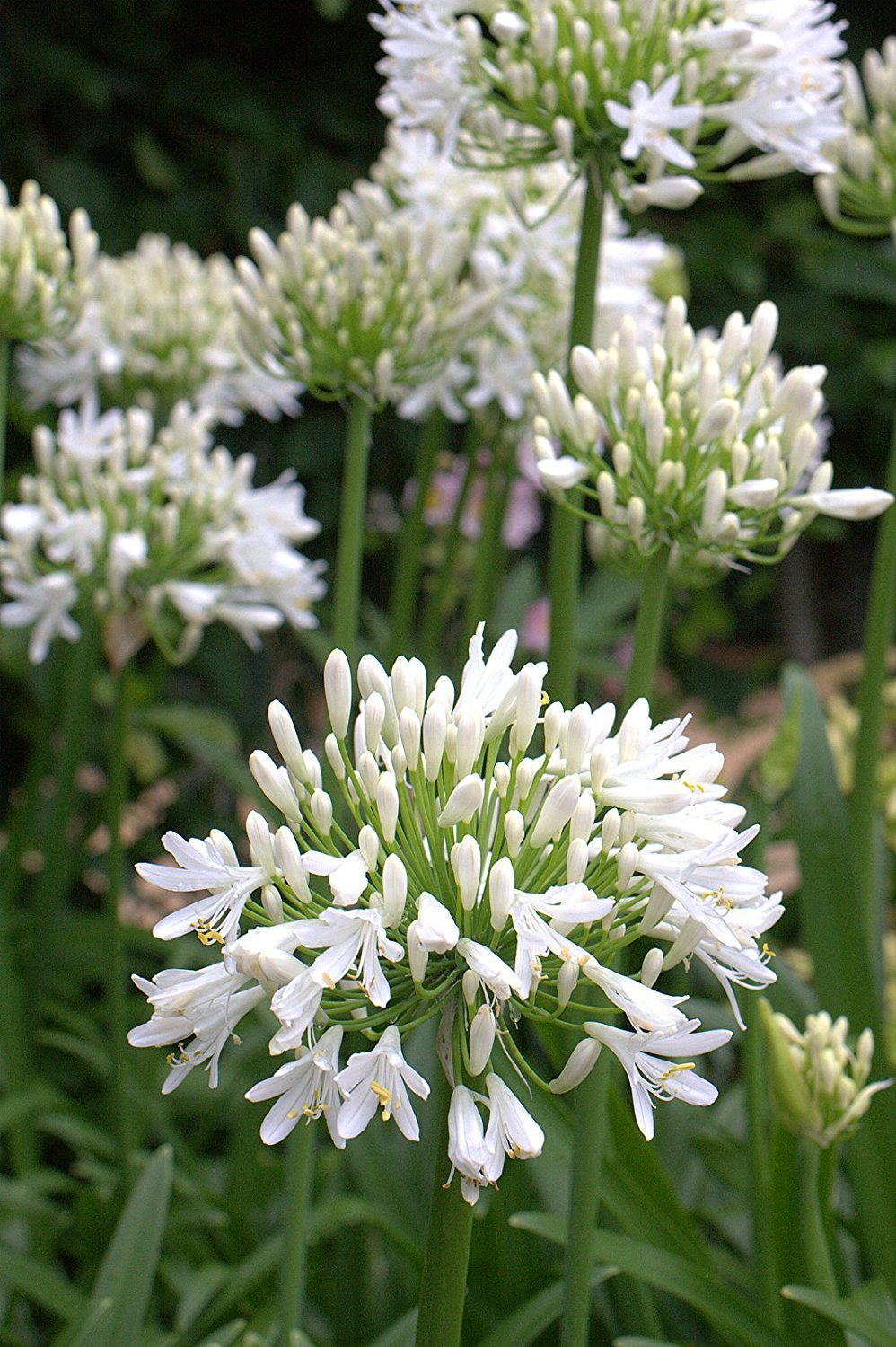 Getty White Agapanthus  3 Live Plants  Agapanthus africanus Getty White  Perennial Flowering Plants  Drought Tolerant Plants for Landscaping