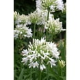 thumbnail image 2 of Getty White Agapanthus  3 Live Plants  Agapanthus africanus Getty White  Perennial Flowering Plants  Drought Tolerant Plants for Landscaping, 2 of 5