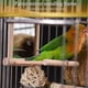 thumbnail image 5 of Bird Mirror With Perch, Fainfun 10*10*10 Cm Wooden Perch With Mirror For Birds, Bird Stand Perch With Mirror, 5 of 5