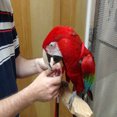 thumbnail image 3 of Pet Parrot Traction Strap Outdoor Rope Pet Leash Adjustable Bird Harness for Cockatiel Random Colour Large, 3 of 7
