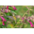 thumbnail image 2 of Day, Richard and Susan 18x13 White Modern Wood Framed Museum Art Print Titled - Ruby-throated Hummingbird-Archilochus colubris-at Salvia Fuchsia Rockin Fuchsia-Salvia hybrid-Mario, 2 of 4