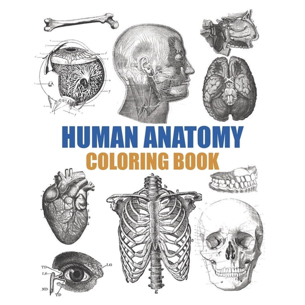 Download Human Anatomy Coloring Book An Entertaining Human Body Coloring Book For Adults Teens Doctors Nurses And Medical School Students Paperback Walmart Com Walmart Com