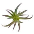 thumbnail image 4 of Mainstays Artificial Air Plant Pick 4.75 inch x 7 inch Green, 4 of 5
