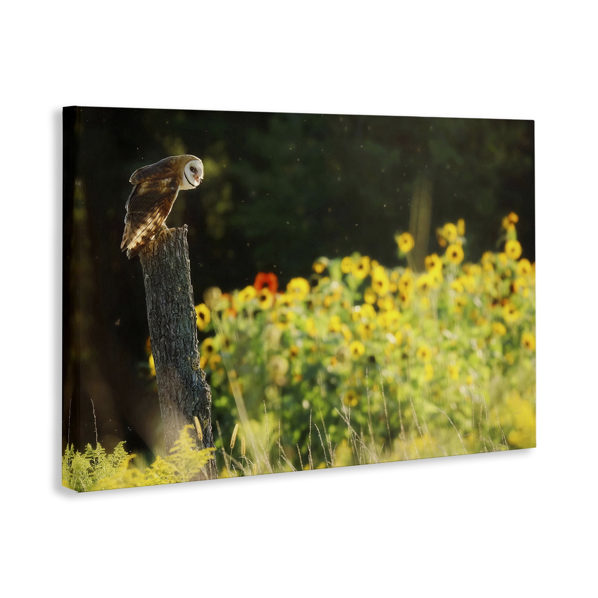 Stupell Industries Owl Perched in Meadow Landscape Photography Gallery Wrapped Canvas Art Print Wall Art, 36 x 24