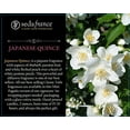 thumbnail image 3 of Seda France Classic Toile Japanese Quince Mini Pagoda Candle, 3 of 3