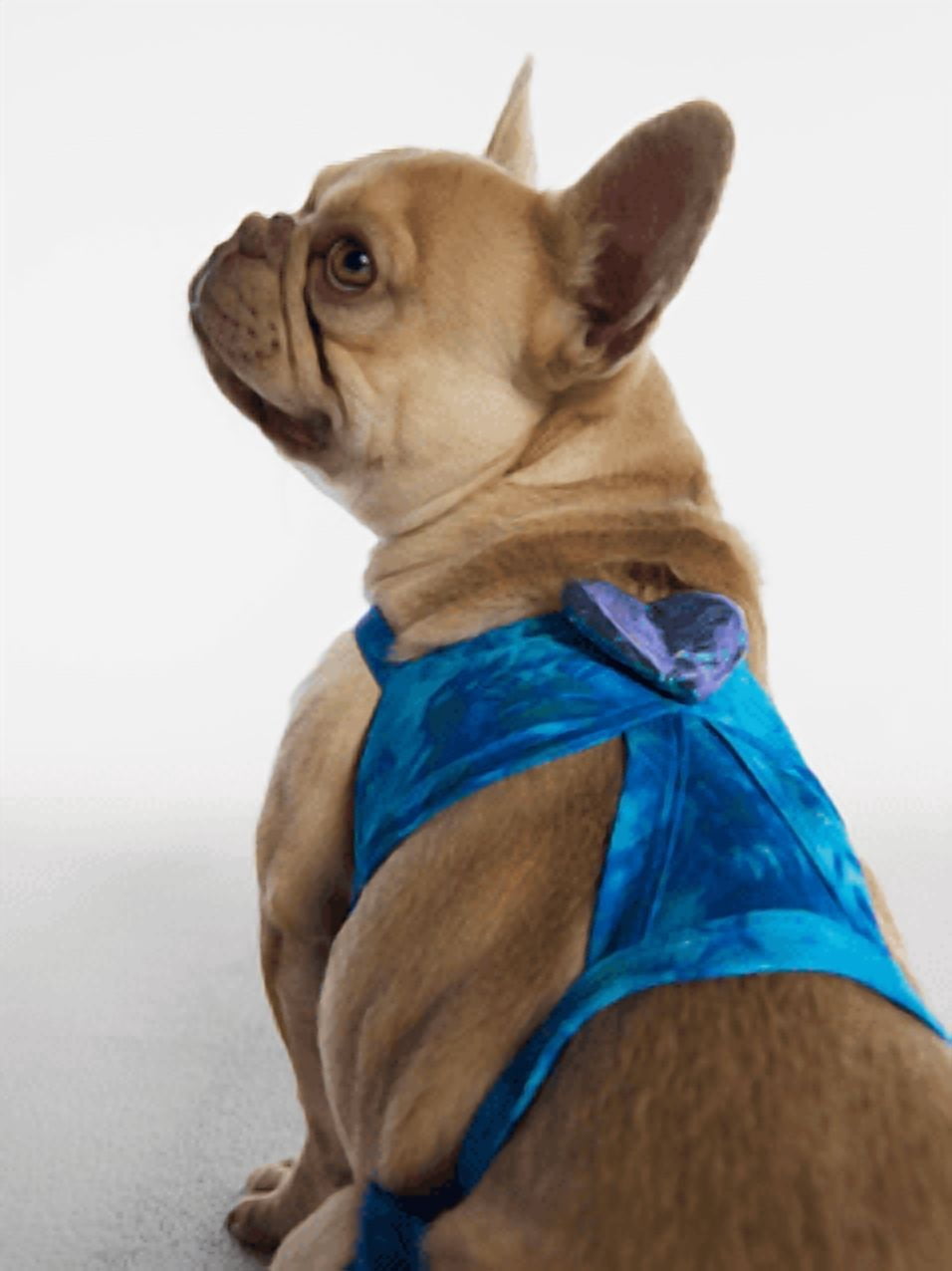 Hot Dog Summer By Megan Thee Stallion Blue Barkini Dog Bikini, Medium
