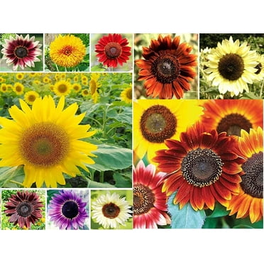 500  Sunflower Seeds for Planting - Jumbo Mix Pack - 15  Varieties - (Helianthus annuus) - Non-GMO Seeds