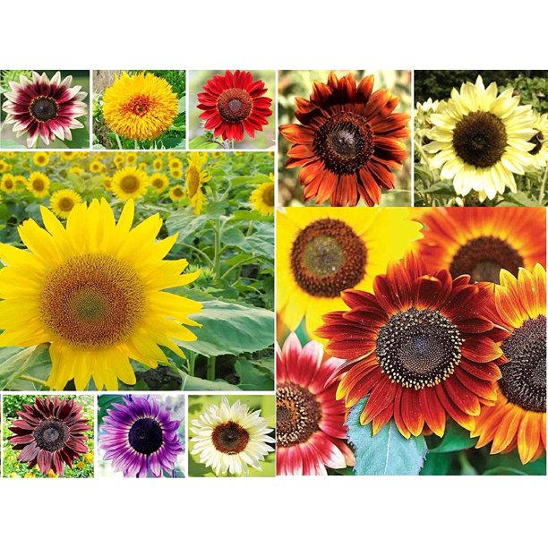 500+ Sunflower Seeds for Planting Jumbo Mix Pack 15+ Varieties