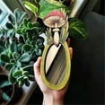 thumbnail image 4 of Wooden Mushroom Handheld Small Retro Mushroom Wall Decorative, Makeup Magnifying Glass, 4 of 5