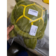 thumbnail image 4 of Tortuga De Peluche 23 Cm Xtellar verde, 4 of 4